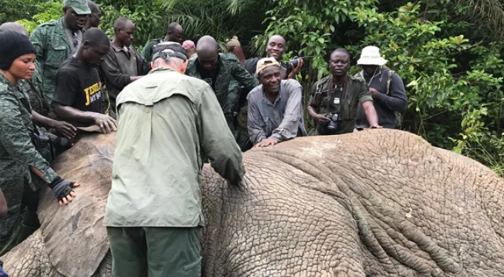 A group of people appear to be gathered around a large elephant lying on the ground in a lush, green environment. Some individuals are seen putting a collar on the elephant. The setting suggests a natural habitat, possibly in Africa, given the vegetation and the presence of an elephant.