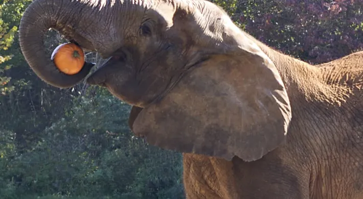 elephant-pumpkin