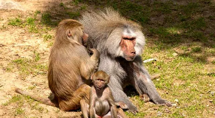 Baboon Mom Grooming Dad with Baby in front