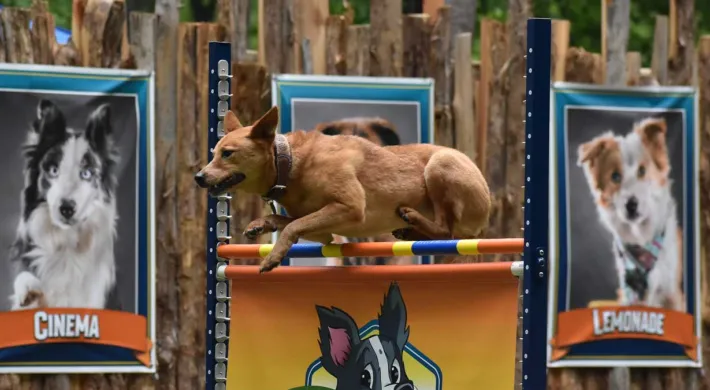 Dog Show jump