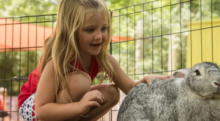 Young girl petting a Flemish rabbit, one of the zoo's animal ambassadors. 