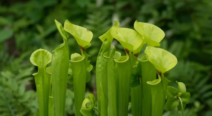 A close-up shot of a cluster of bright green pitcher plants, their tubular leaves reaching upwards. Many of the pitchers have open, cowl-like hoods, some with reddish veins visible inside. The plants are set against a softly blurred background of dark green foliage.