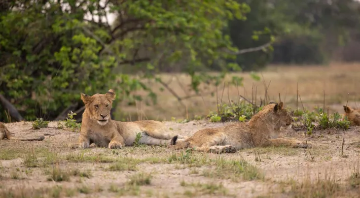 Two African Lion cubs lying together on the dusty ground in a vast field. There are trees around them and in the background.