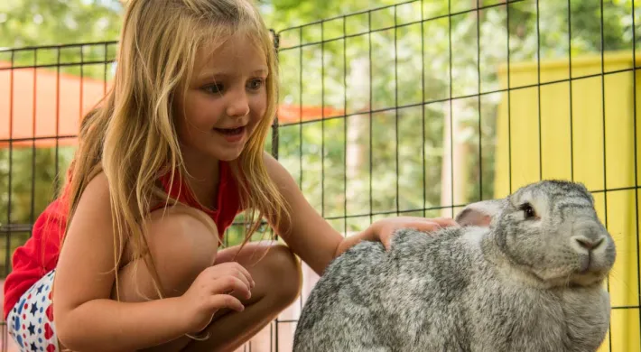 Young girl petting a Flemish rabbit, one of the zoo's animal ambassadors. 