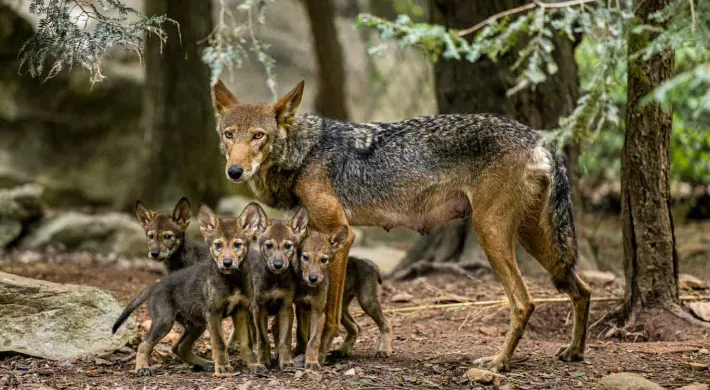 A mother Red Wolf standing protectively over her four small pups who are huddled together next to a rock in a forested area.