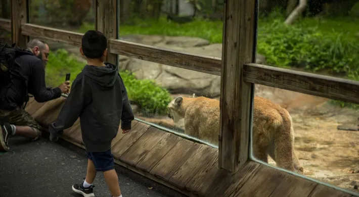 A young boy with dark hair walks past a man crouched and taking a picture of a Cougar, a large, fuzzy, brown cat that is walking just on the other side of a glass wall.