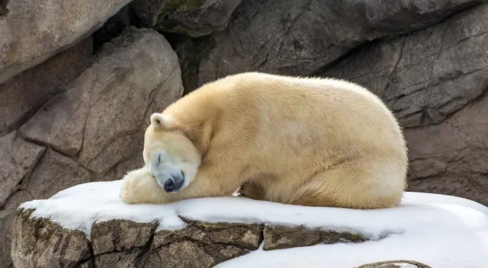 A Polar Bear sleeps curled in a ball with its head resting on its paws on top of a snow covered rock. A large rock wall stands in the background.