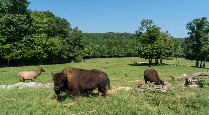 An expansive, grassy field with dark trees and foliage dispersed around and throughout it. In the foreground, two large, shaggy, brown Bison and a deer-sized Wapiti stand in a group, grazing near a large log.