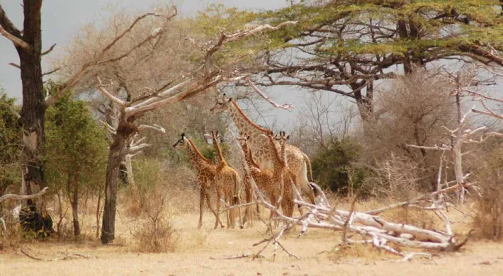 Group of giraffe calves with adult in Nyerere National Park