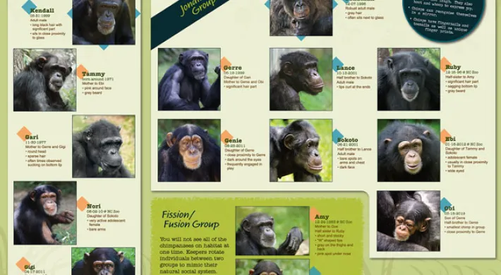 A busy, educational graphic panel displaying a montage of chimpanzee portraits and information. The collage features approximately twelve close-up photos of chimpanzee faces showing various expressions and features, each paired with text and arrows that point to specific characteristics, likely for identifying individuals.