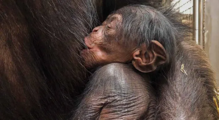 Amy's Baby Chimp