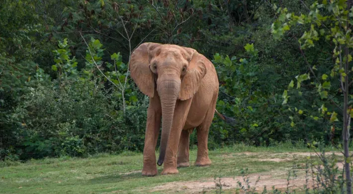 An elephant fanning its large ears out as it swings its long trunk. Dark, dense trees line the vast field that sits in the background.