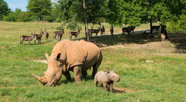 An adult white rhinoceros is grazing in a grassy field while a small rhino calf stands beside it, looking toward the viewer. In the mid-background, a group of approximately ten dappled deer-like animals with antlers (likely fallow deer or similar) are standing in the shade of a cluster of trees. The scene is an open, sunny savanna-style enclosure with green grass and trees along the perimeter.