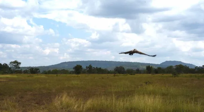 vulture release with backpack