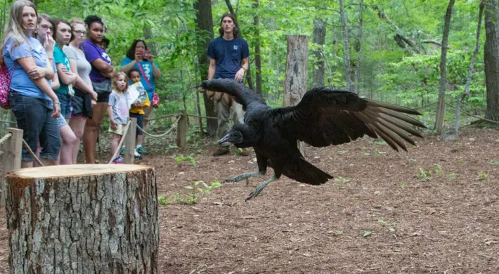 A group of people, mostly young adults and children, stand behind a rope barrier watching a demonstration in a wooded area. In the foreground, a large black vulture is landing or taking off from the ground next to a thick tree stump, with its wings spread wide.