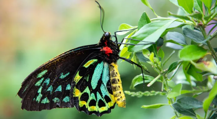 A close-up of a colorful exotic butterfly resting on a stem full of slender leaves and small, cylindrical buds mixed between them..