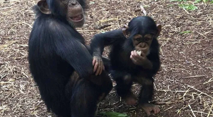 Chimps Gerre and Obi