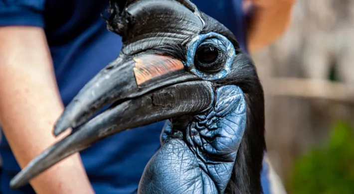 Up close head photo of Doli the hornbill