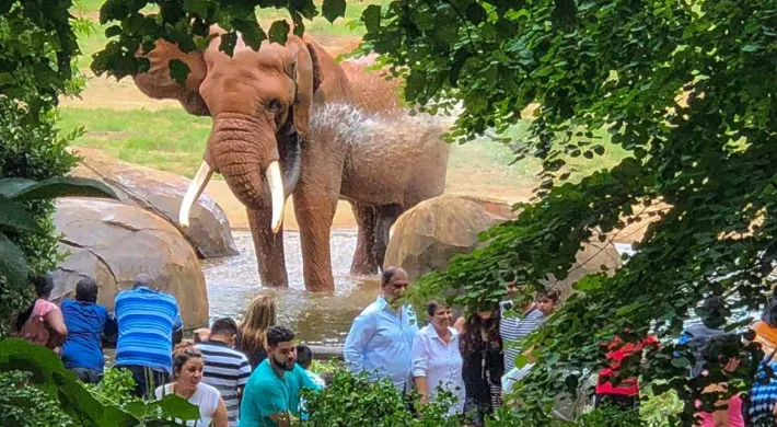 A large group of guests enjoy watching elephant C'sar splashing in the water with his trunk at North Carolina Zoo.