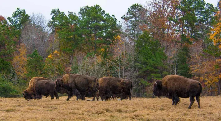A group of dark brown Bison is grazing on a dry, golden field. The background features a forest with trees displaying the green, orange, and brown leaves of autumn.