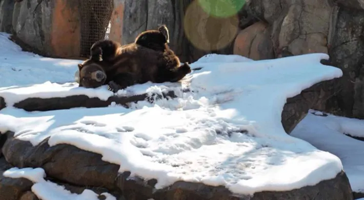 Grizzly bear Tommo rolling in the snow