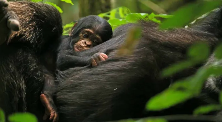 A small, wide-eyed chimpanzee infant clings tightly to the thick, dark fur of its parent, nestled in a tree or dense jungle foliage. The scene captures the bond between mother and baby in their natural habitat.