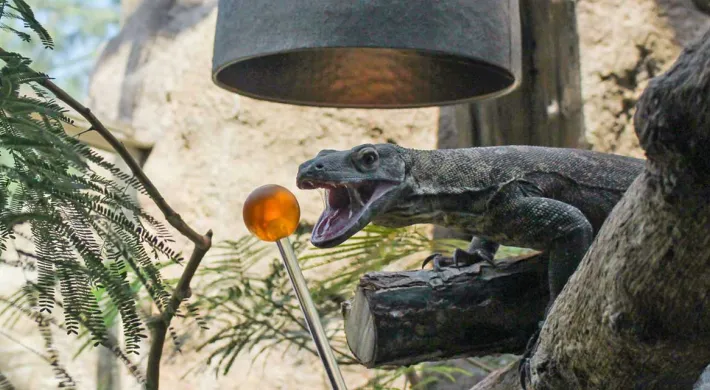 Komodo dragon target training up close with mouth open as it sits under a heat lamp on a log, surrounded by plants and rocks.