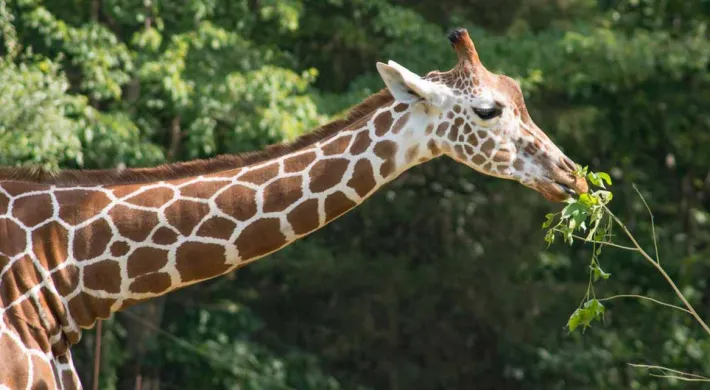 Leia giraffe extends her long next to eat leaves from a lush tree branch.