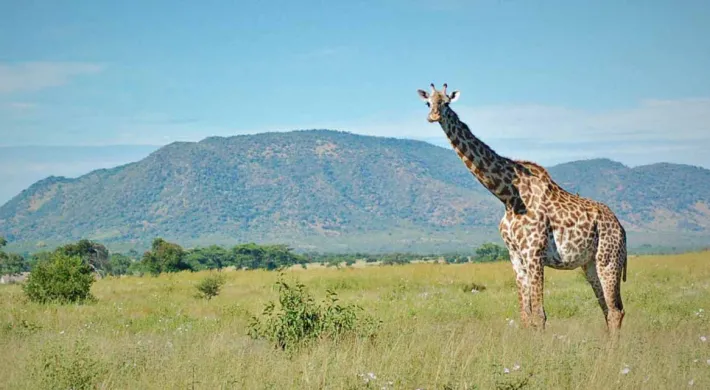 Giraffe in Africa