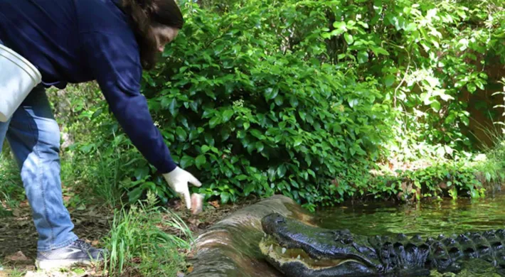A zoo keeper or caretaker wearing a dark blue top and jeans, leaning over a low concrete barrier to feed a large American alligator that is partially submerged in water. The person has their hand, which appears to be gloved, extended toward the alligator's open mouth. The background is a lush, green outdoor enclosure with dense foliage and trees.