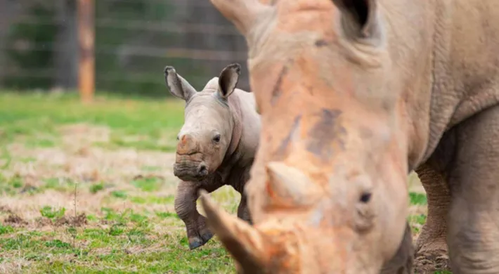 A baby rhinoceros, with its ears perked up, walks behind its mother. The calf is in focus, while the mother's head and horn are blurred in the foreground. They are in a grassy enclosure with a fence and trees in the background.