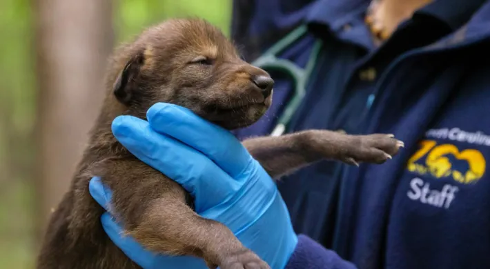 A small, dark-brown wolf pup with its eyes closed is being gently held by a person wearing bright blue surgical gloves. The person is wearing a navy jacket with a yellow logo and the word "Staff" visible on the right side of the chest. The background is a blurry, wooded outdoor setting.