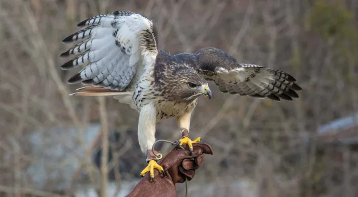 A large Red Tail Hawk perched on a hand wearing a brown, leather glove. It appears to have just landed, as its legs and wings are stretched out. Bare tree branches are visible in the background.