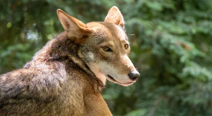 A Red Wolf with a mix of brown and gray, fur stands in a forested landscape, looking alertly to its right. The animal has pointed ears and a bushy tail, and lush trees are visible in the background.