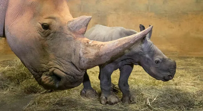 Rhino Baby Birth February 2020