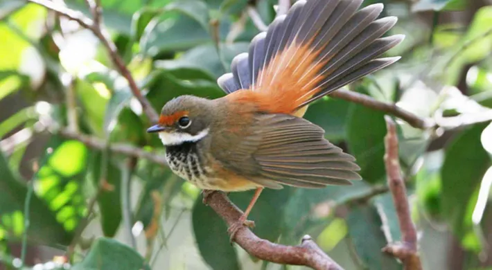 Rufous fantail