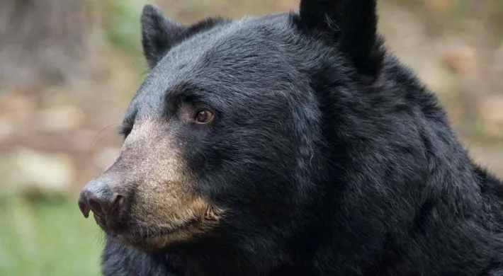 A zoomed in profile view of a large, chunky Black Bear with its distinct dark fur, brown muzzle, and small rounded ears looking off to the left.