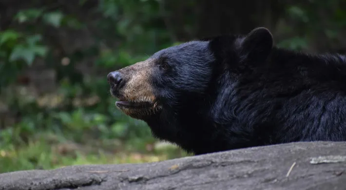 A Black Bear with her tongue sticking out, looking to the left in what appears to be a forest, given the trees in the background.