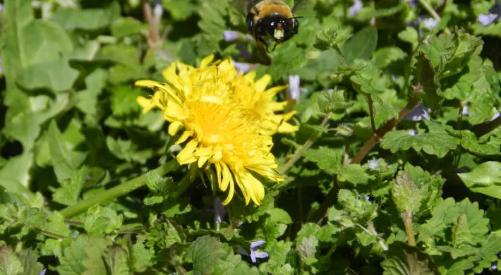 earth-day-2022-dandelion-and-bee