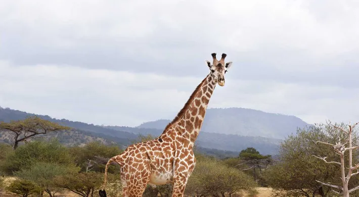A giraffe is walking through tall, dry grassland. The giraffe has a light coat with brown, irregular patches. The background shows more grassland and some blurred trees under a bright sky.