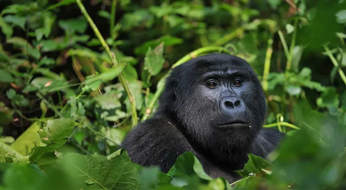 Close-up of a large black gorilla's head and chest emerging from a dense background of bright green foliage.