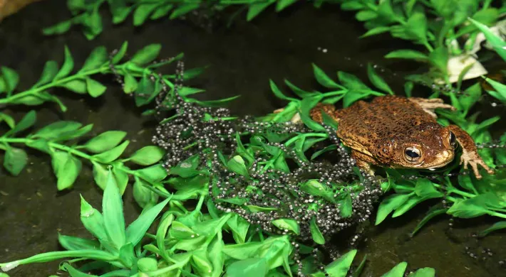 A close-up of a brown, warty toad with large eyes sitting in dark water surrounded by bright green artificial or plastic leafy plants. A large clump of gelatinous toad eggs (spawn), appearing as a mass of small black spheres, is visible in the water near the toad.