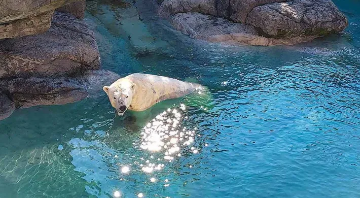 A Polar Bear swimming next to a rock wall in the bright, blue water of its pool.