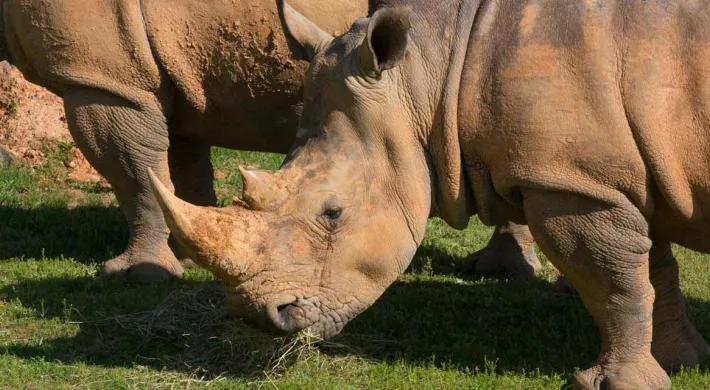 Rhinos eating