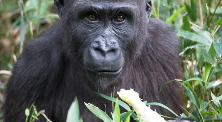 A close-up photograph of a gorilla's face as it sits among green foliage and eats a light-colored piece of stalk or fruit held in its hands. The gorilla has dark, thoughtful eyes and black fur and is looking directly at the camera.