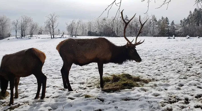 A male Elk with a large rack of antlers stands in a snowy field next to another elk that is grazing on hay on the ground. The elk have brown and dark reddish-brown coats. The landscape is covered in a light layer of snow, with bare trees and a forest line visible in the background under a gray sky.