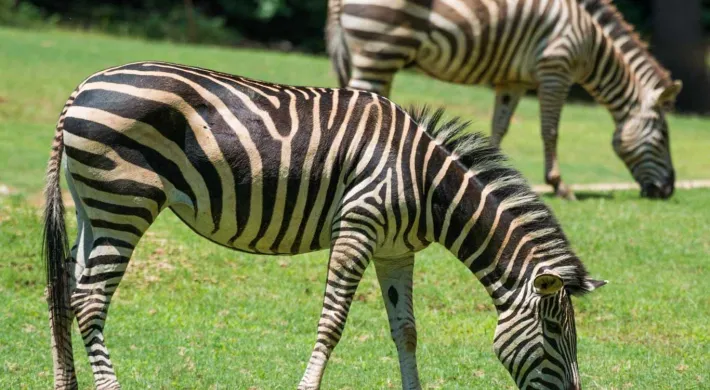 Zebra grazing