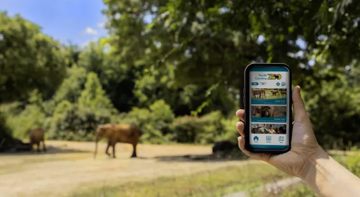 A hand holding a phone showing the home screen of the North Carolina Zoo app. The elephant habitat is in the background with two elephants, green trees, and a blue sunny sky.