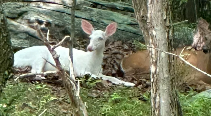 Closeup of a white deer and a brown deer laying side by side in front of a large log in the woods at the North Carolina Zoo