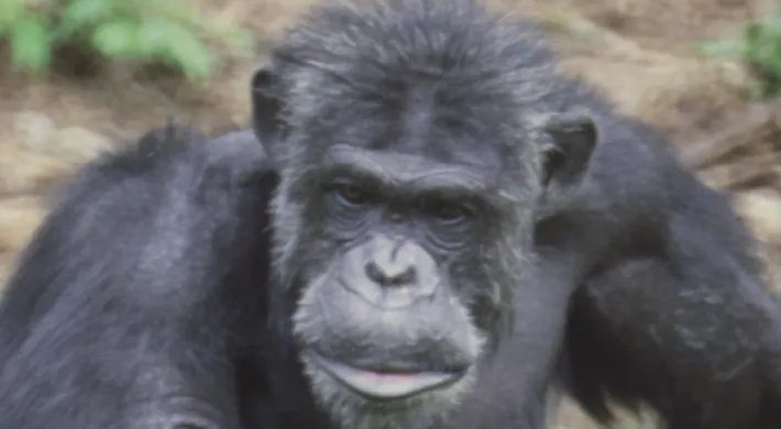 Adult Ham the Astrochimp gazing into the distance from his habitat at the North Carolina Zoo